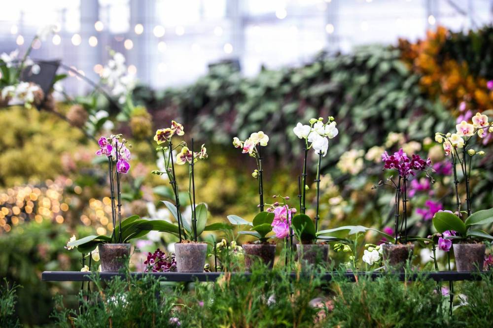 MIKAELA MACKENZIE / FREE PRESS
Some of the 700 orchids in The Leafճ new exhibit, Nature’s Apothecary.