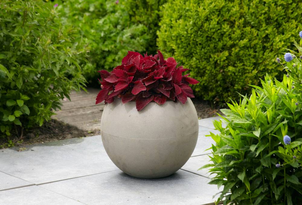 Ball Horticultural photo
                                For the richest, deepest colour, grow new Coleus Sun Sweet Paprika in full sun.