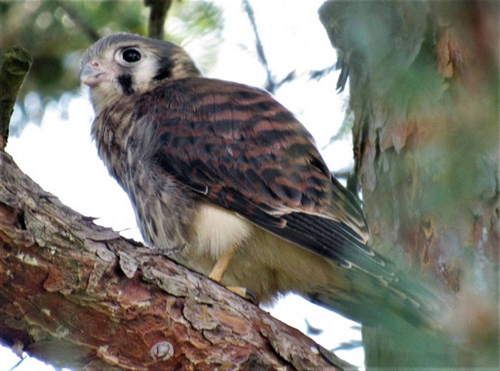 Peter Fuller photo
Windhover Orchard in Miami, Man., is named after the American kestrel, a small falcon found in Manitoba nicknamed ‘windhover’ for its habit of hovering in the air.