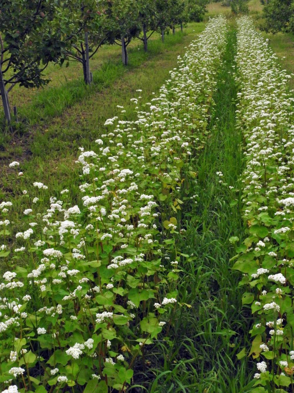 Windhover Orchard photo
Flowering buckwheat functions as living mulch with soil-health benefits.