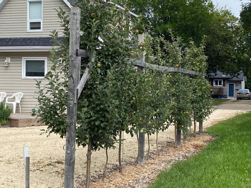 Kelvin Hildebrandt photo
With the Slender Spindle training system, fruit trees are supported by a pole that extends to the height of the entire tree.