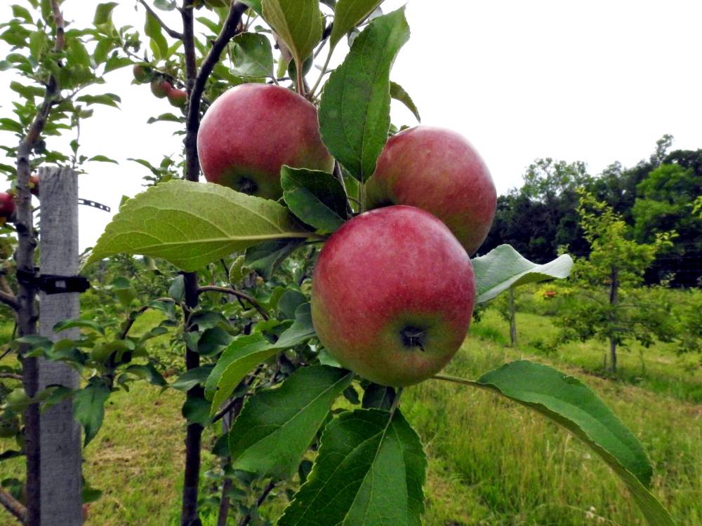 Windhover Orchard photo
Bite into this: The crunchy flavour of Sweet Sixteen is like a blend of cherry-flavoured Life Savers candy and a hint of liquorice.