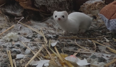 Meet the ermines representing Alaska at the 2026 Winter Olympics