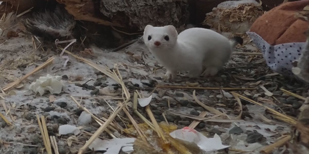Meet the ermines representing Alaska at the 2026 Winter Olympics
