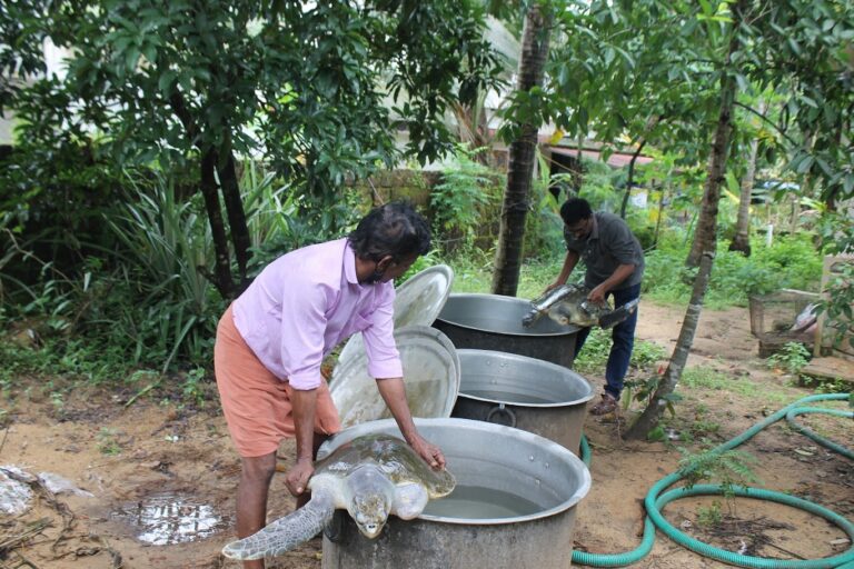 Beyond the protection of turtle eggs, local conservation groups in Kerala also rescue, transport turtles to veterinary facilities, and treat injured ones before release. Much of the work continues through volunteer effort, informal donations, and occasional support from nonprofits. Image by K.A. Shaji.