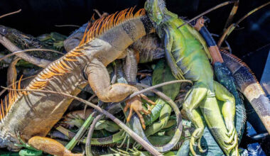 Invasive Iguanas 'Humanely Killed' After Floridians Collect 5,000 Cold-Stunned Lizards, Wildlife Officials Say