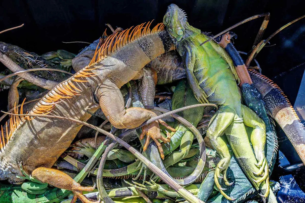 Invasive Iguanas 'Humanely Killed' After Floridians Collect 5,000 Cold-Stunned Lizards, Wildlife Officials Say