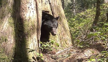 The CRD large carnivore monitoring program marks a year with incredible images, preliminary data on bears, cougars and wolves in three regional parks. (Screengrab/CRD report)