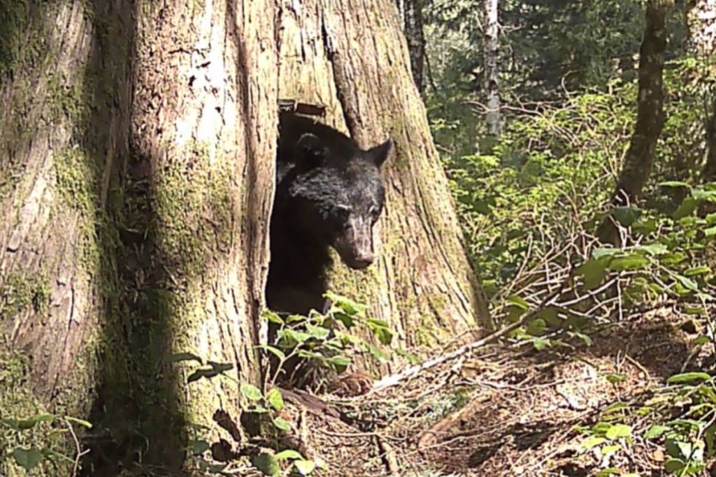 The CRD large carnivore monitoring program marks a year with incredible images, preliminary data on bears, cougars and wolves in three regional parks. (Screengrab/CRD report)