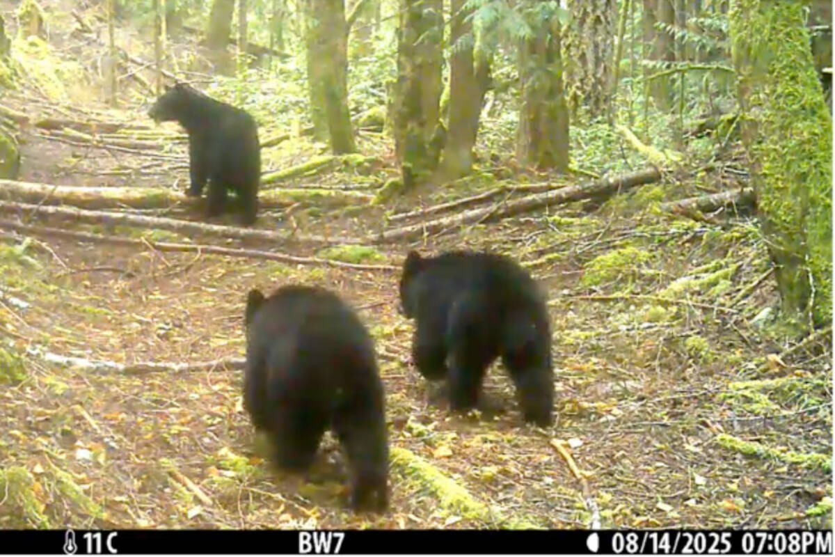 The CRD large carnivore monitoring program marks a year with incredible images, preliminary data on bears, cougars and wolves in three regional parks. (Screengrab/CRD report)
