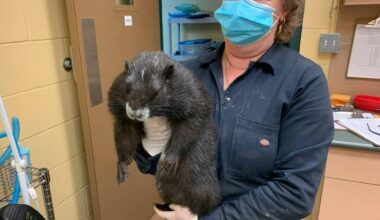 Tawny Molland, Vancouver Island Marmot Recovery Foundation&rsquo;s lead marmot keeper, holds a young Vancouver Island Violet. (Photo courtesy of Vancouver Island Marmot Recovery Foundation)