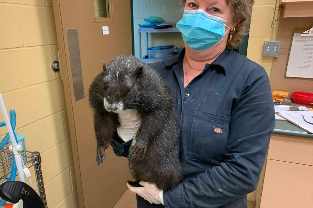 Tawny Molland, Vancouver Island Marmot Recovery Foundation&rsquo;s lead marmot keeper, holds a young Vancouver Island Violet. (Photo courtesy of Vancouver Island Marmot Recovery Foundation)