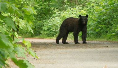 The 2025 year was a good one for bears in Nanaimo as none were killed in the area. (News Bulletin file photo)