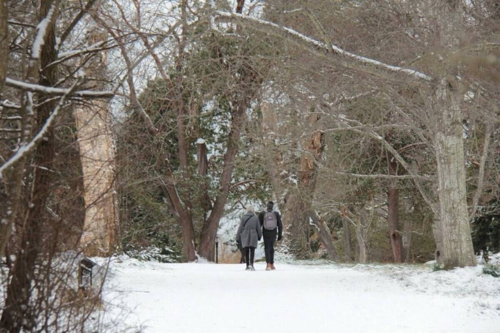Residents still get out and about as snow abates but temperatures dip and wind arrives bringing a wind chill of -6 to Victoria&rsquo;s Beacon Hill Park on Feb. 4, 2025. (Christine van Reeuwyk/Victoria News)