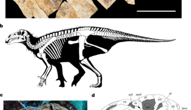 Cellular-level preservation of cutaneous spikes in an Early Cretaceous iguanodontian dinosaur