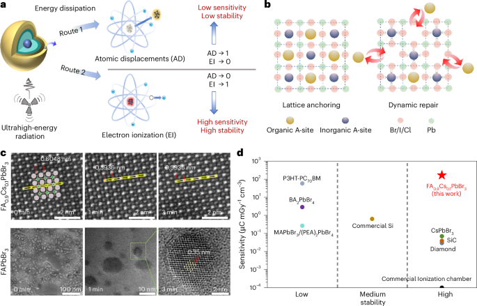 Highly sensitive and stable perovskite detector for ultrahigh-energy radiations via dynamic repair regulation