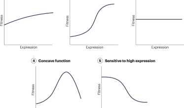 Evolutionary causes and consequences of gene duplication