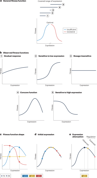 Evolutionary causes and consequences of gene duplication