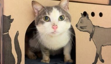 The BC SPCA recently rescued 17 cats from a Fraser Valley home. (BC SPCA photo)