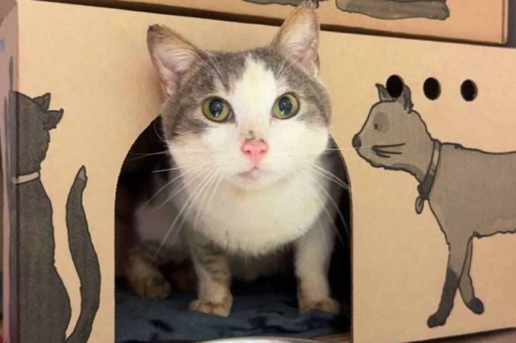 The BC SPCA recently rescued 17 cats from a Fraser Valley home. (BC SPCA photo)