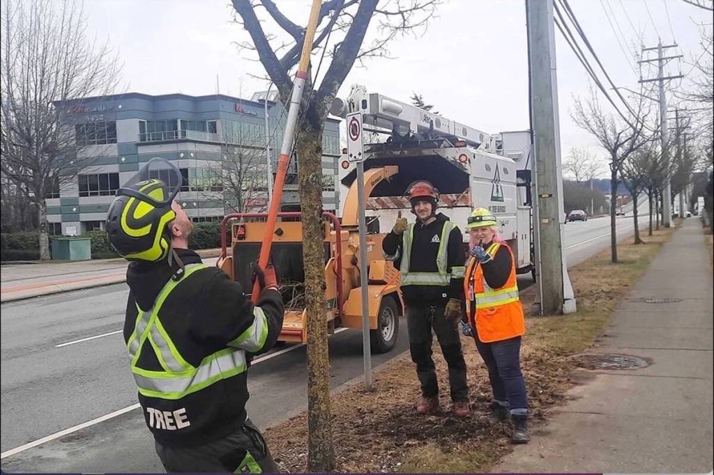 DC Tree Service arborist Riley Eastman (foreground) prunes a tree on 152 Street in February 2025 accompanied by apprentice Dylan Glowa and lane tech Tara Taylor. (Tom Zytaruk/Now-Leader file)