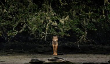 A wolf moves through forest habitat on the South Island. (Jarrett Lindal/Wild Wise Society Facebook)