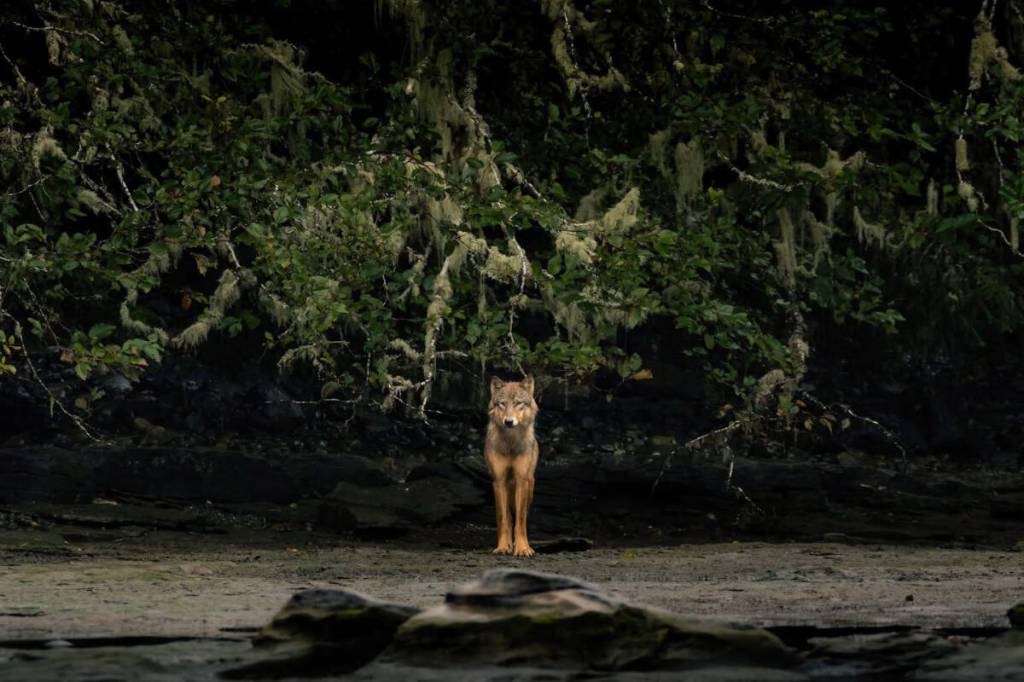 A wolf moves through forest habitat on the South Island. (Jarrett Lindal/Wild Wise Society Facebook)