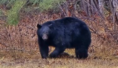 A Clearwater resident spotted this healthy-looking black bear in the area of Camp 2 Road and Musgrave Road, according to a Nov. 24, 2025 social media post. (Hettie Buck photo)