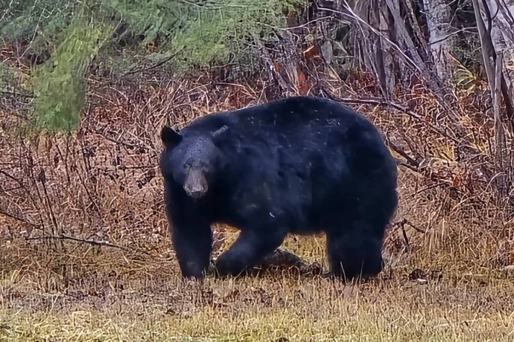 A Clearwater resident spotted this healthy-looking black bear in the area of Camp 2 Road and Musgrave Road, according to a Nov. 24, 2025 social media post. (Hettie Buck photo)