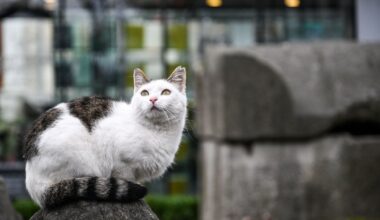 Pets and health: How cats could help humans fight cancer