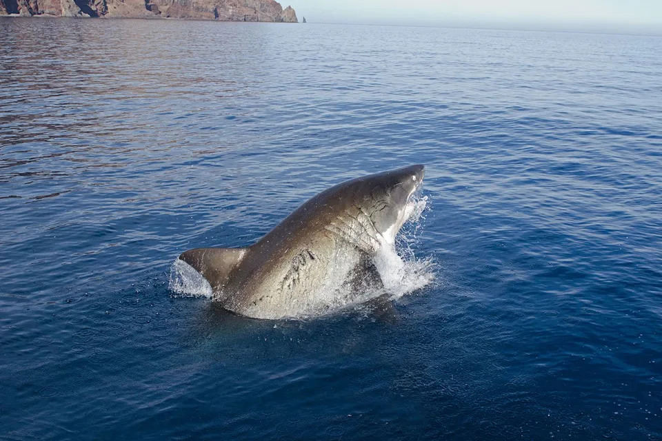 Stock image of a great white shark Getty