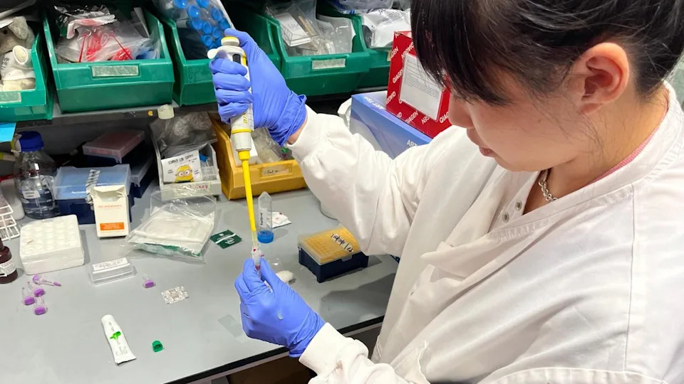 Scientist in a white lab coat and wearing blue gloves holds a bright yellow pipette for taking a precise amount of red blood from a clear plastic vial. She is concentrating and standing in front of a laboratory bench.