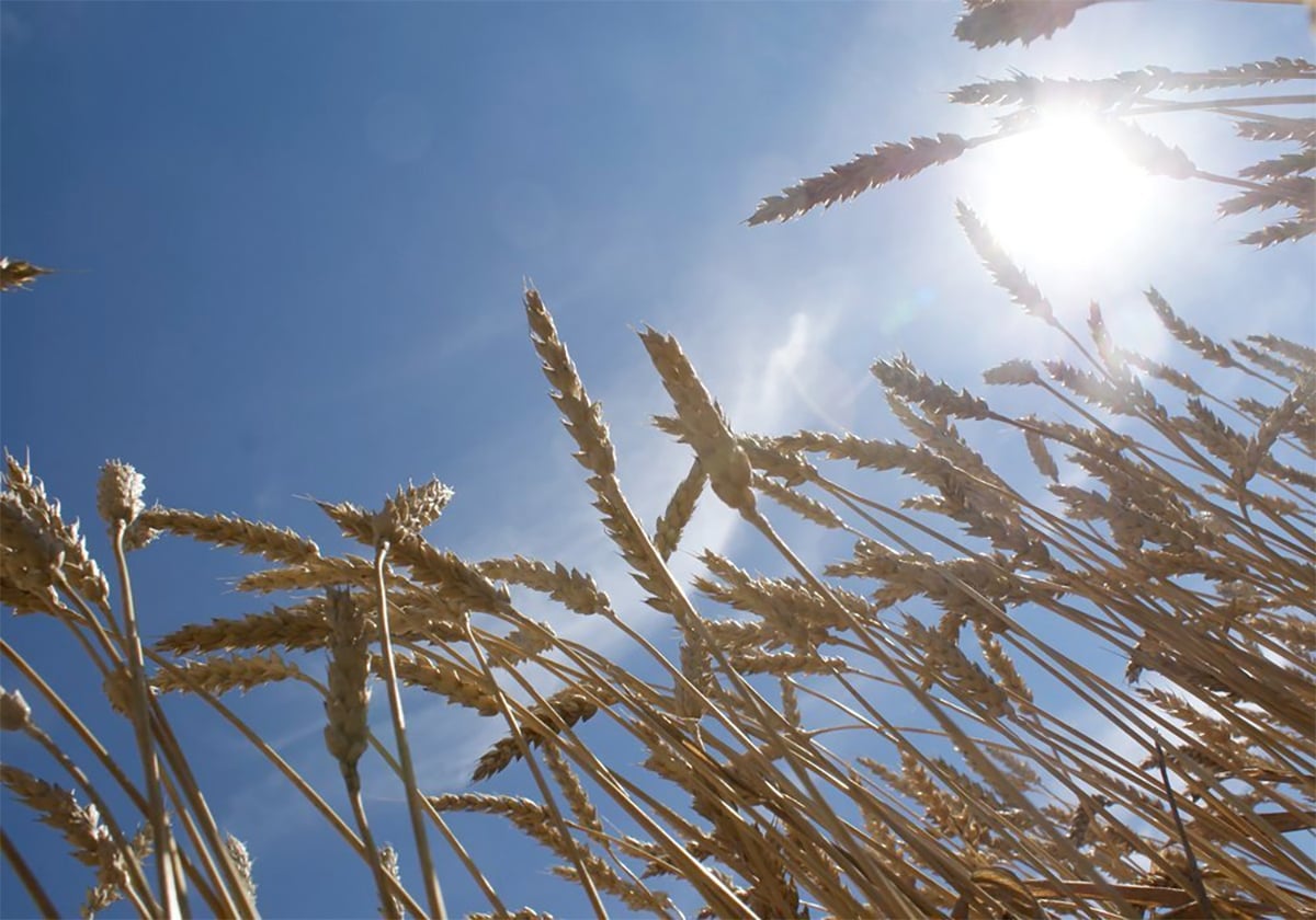 Looking up through ripening wheat stalks into a blue sky with the sun blazing in the upper righthand corner.