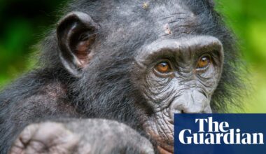 Bonobos can play make-believe much like children, study suggests | Animal behaviour