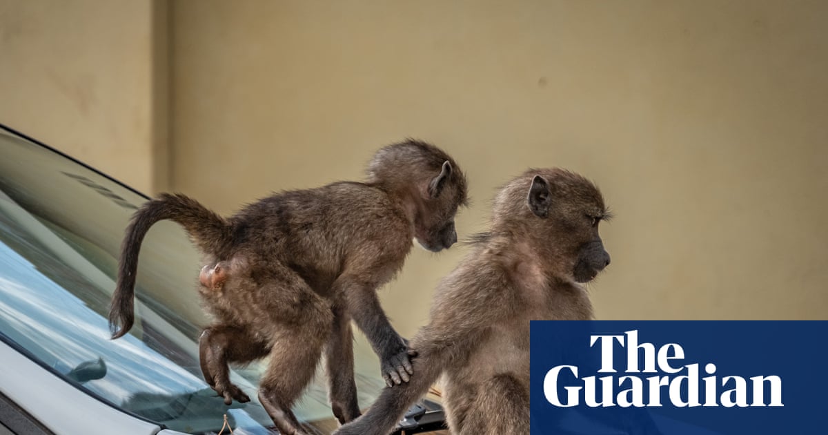 ‘That’s a losing battle’: baboon incursions cause tense human-wildlife standoff in Cape Town | Wildlife