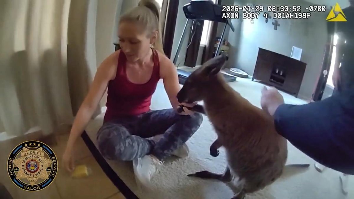 Watch: 'Kangaroo' on the loose in Colorado was Insta-famous wallaby