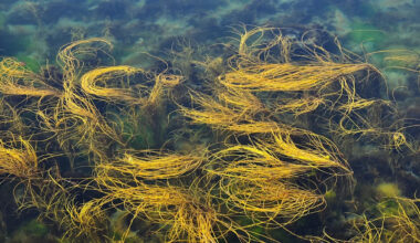 Scientists Found Mysterious Circles in Scottish Waters. They Could Soon Vanish.