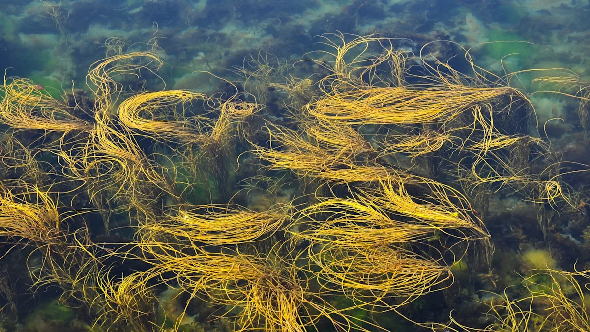 Scientists Found Mysterious Circles in Scottish Waters. They Could Soon Vanish.