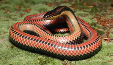 Investigate the Biggest Rainbow Snake Ever Recorded