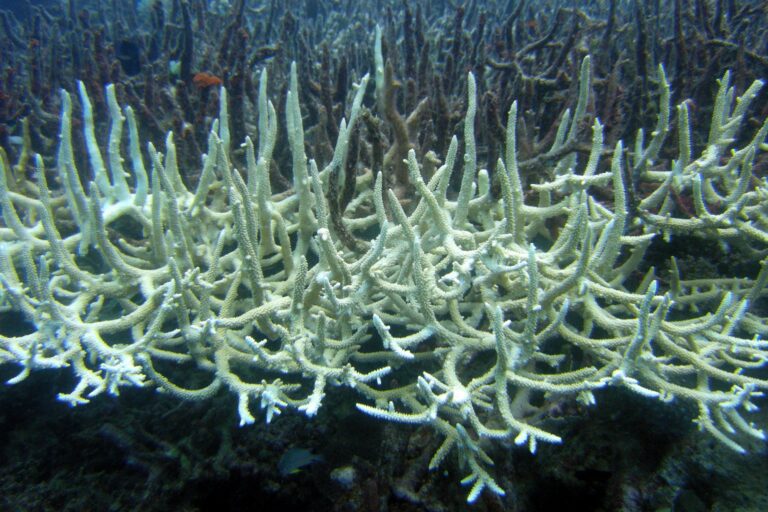 Bleached staghorn coral, Great Barrier Reef, Australia. The reef has experienced five major bleaching events since 2016, and in 2024 experienced the most extensive bleaching ever recorded. Some researchers are exploring the use of marine cloud brightening to shield reefs during heat waves, but this could have unintended knock-on impacts on marine ecosystems or weather patterns.