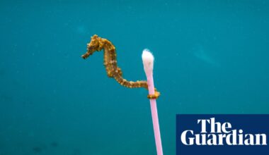 ‘They pushed so many lies about recycling’: the fight to stop big oil pumping billions more into plastics | Plastics