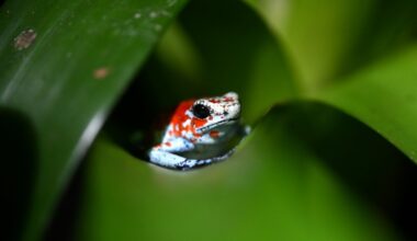 A harlequin poison dart frog (Oophaga sylvatica) is pictured at the Tesoros de Colombia (Treasures of Colombia) sustainable farm in Nocaima, Cundinamarca department, Colombia, on July 9, 2024. Hundreds of exotic frogs are bred in a sustainable farm to then be sold to foreign collectors as a "practical solution" against their illegal trafficking.
