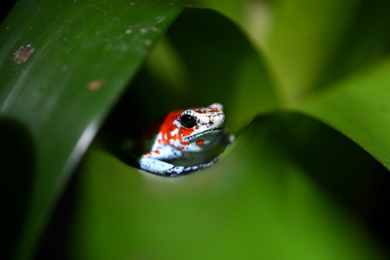A harlequin poison dart frog (Oophaga sylvatica) is pictured at the Tesoros de Colombia (Treasures of Colombia) sustainable farm in Nocaima, Cundinamarca department, Colombia, on July 9, 2024. Hundreds of exotic frogs are bred in a sustainable farm to then be sold to foreign collectors as a "practical solution" against their illegal trafficking.