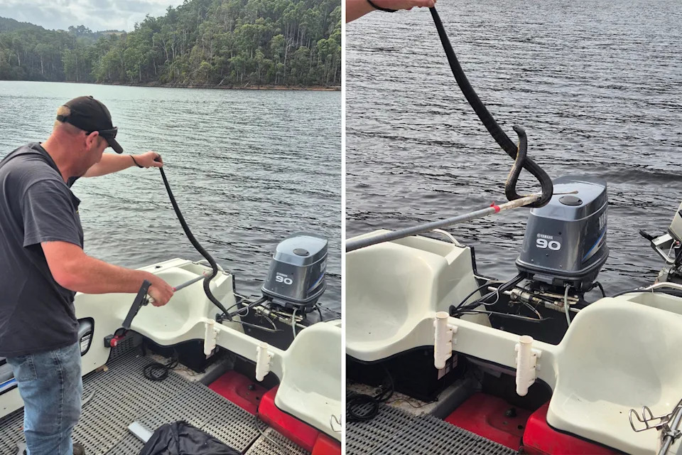 Snake catcher Ben Hyde seen holding the tiger snake's tail with one hand and a snake hook with the other while removing the hitchhiker from the back of the boat. 
