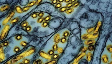 Infectious disease data safe from cyberattack, Ontario public health unit says