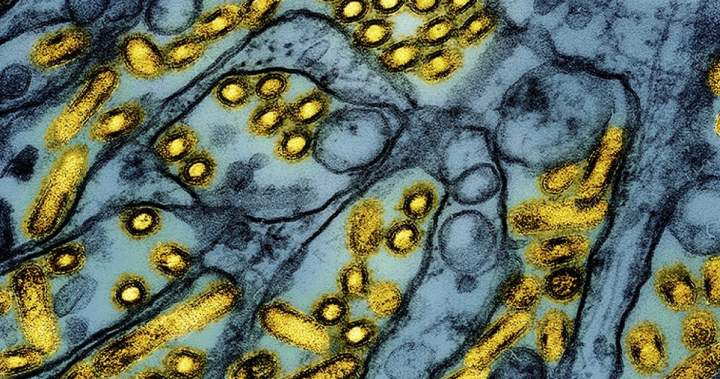 Infectious disease data safe from cyberattack, Ontario public health unit says