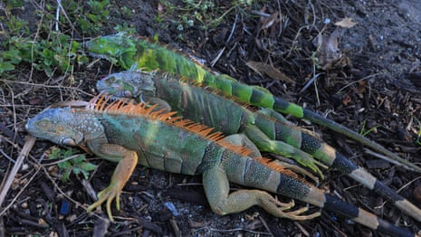  Temperature drop leaves Florida iguanas 'cold-stunned' – video