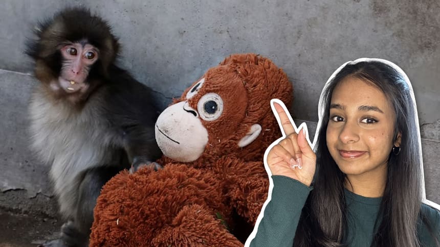 WATCH — Punch, a viral baby monkey, is melting hearts with his stuffed bestie | videoclip