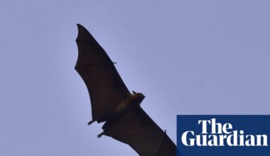 One person dead from Nipah virus in Bangladesh, WHO says | Bangladesh