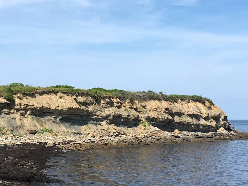 Tyrannoroter's skull was found in the fossil of a tree stump sticking out of these cliffs on Cape Breton Island in Nova Scotia.